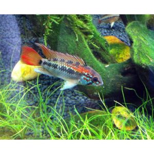 Apistograma liepsnelė