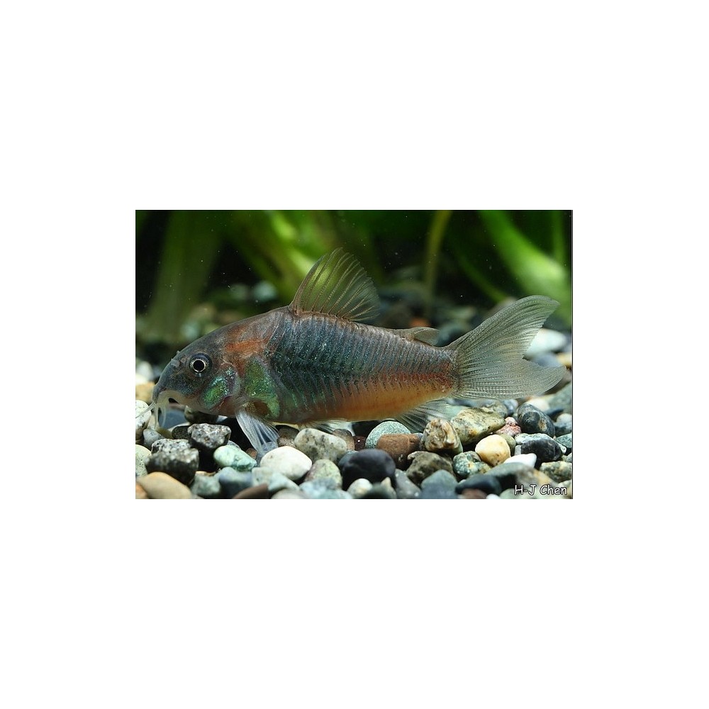 Bronzinis šamukas - Image 2