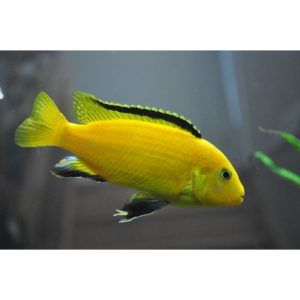 Labidochromis yellow