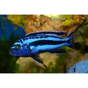 Melanochromis maingano