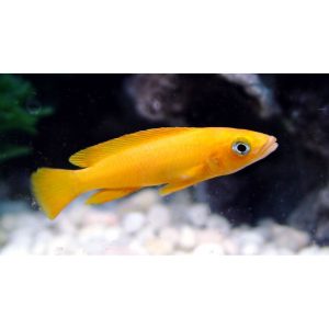 Kriauklinukas "Citrininis"