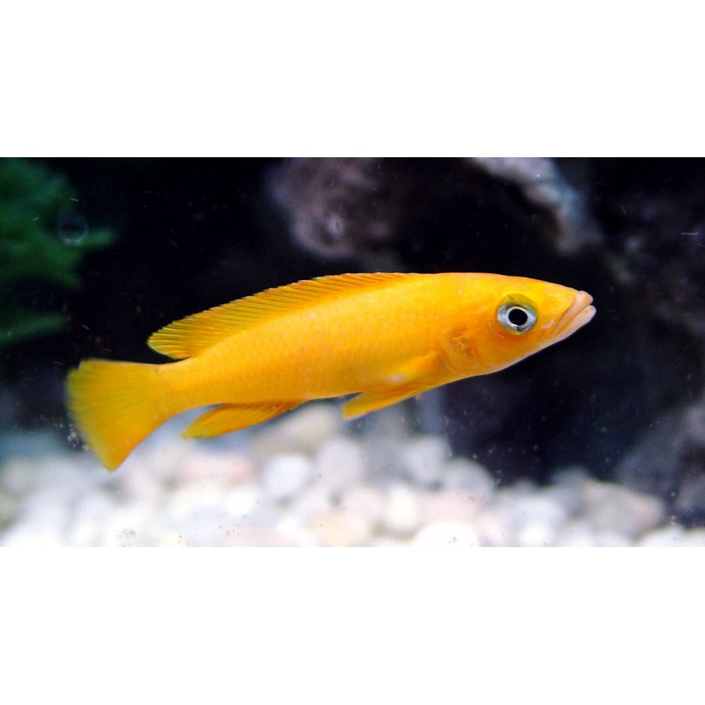 Kriauklinukas "Citrininis"