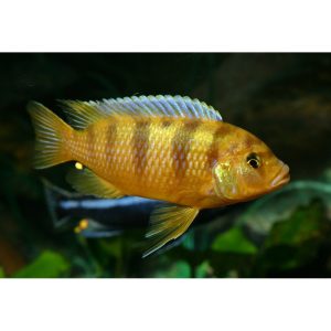 Pseudotropheus Lombardoi