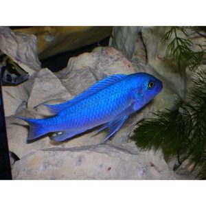 Pseudotropheus zebra cobalt blue