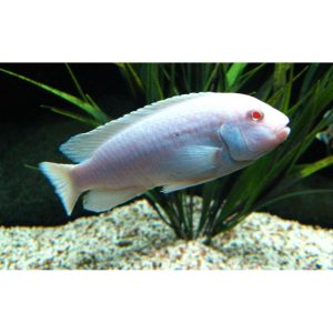 Psuedotropheus socolofi albino
