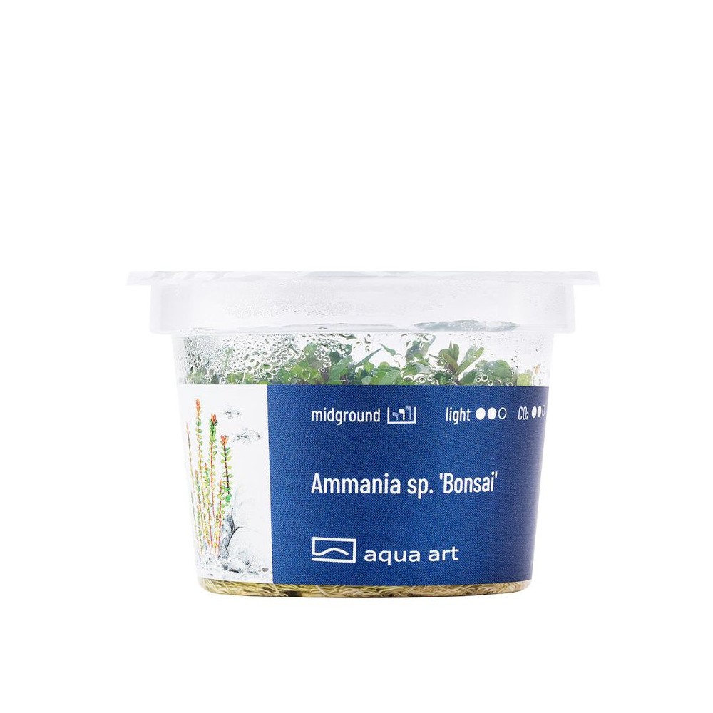 Akvariumo augalas Ammania Bonsai - Image 2