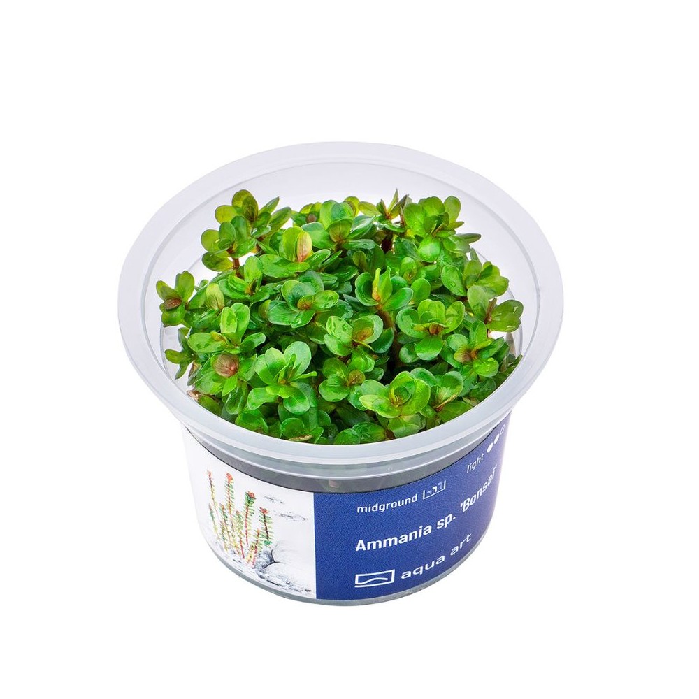 Akvariumo augalas Ammania Bonsai