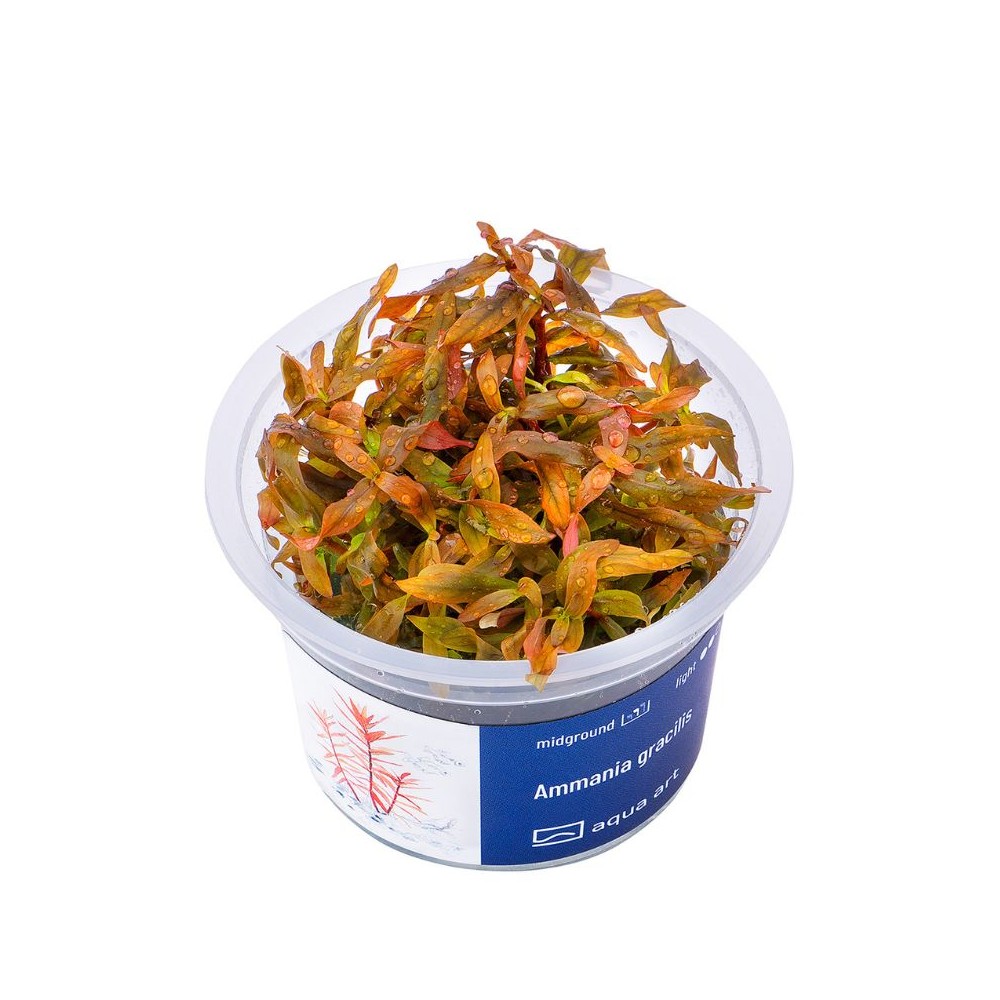 Akvariumo augalas Ammania gracilis