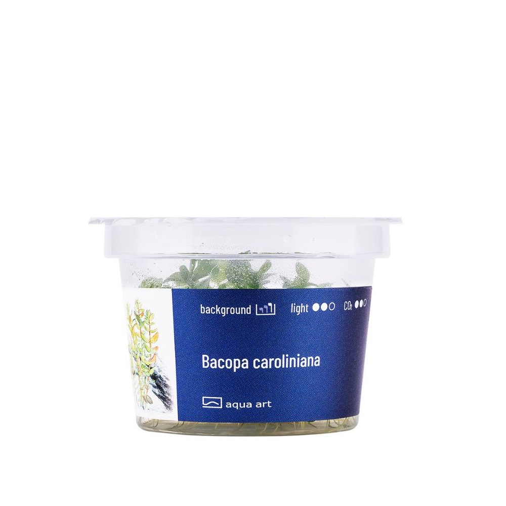 Akvariumo augalas Bacopa caroliniana - Image 2
