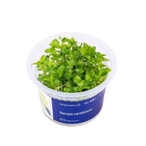 Akvariumo augalas Bacopa caroliniana