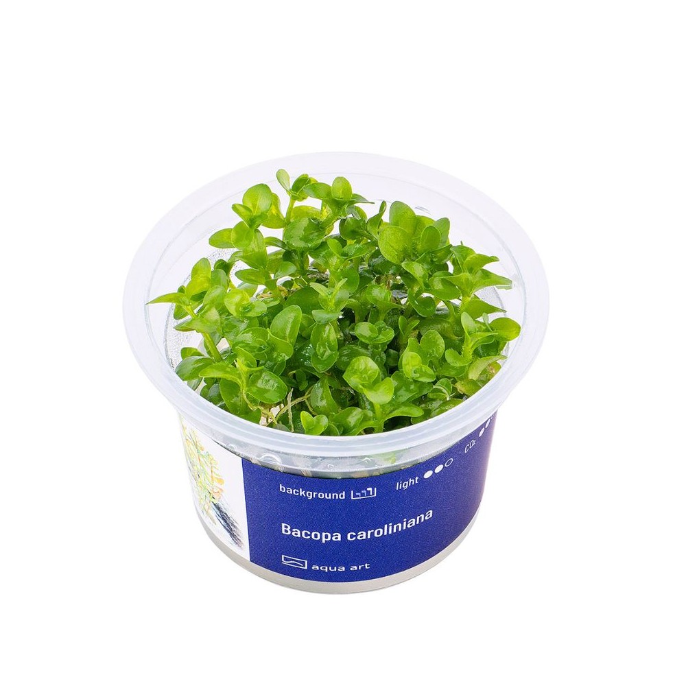 Akvariumo augalas Bacopa caroliniana