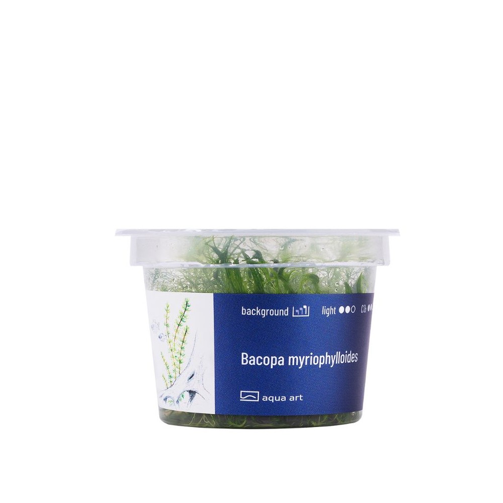 Akvariumo augalas Bacopa myriophylloides - Image 2