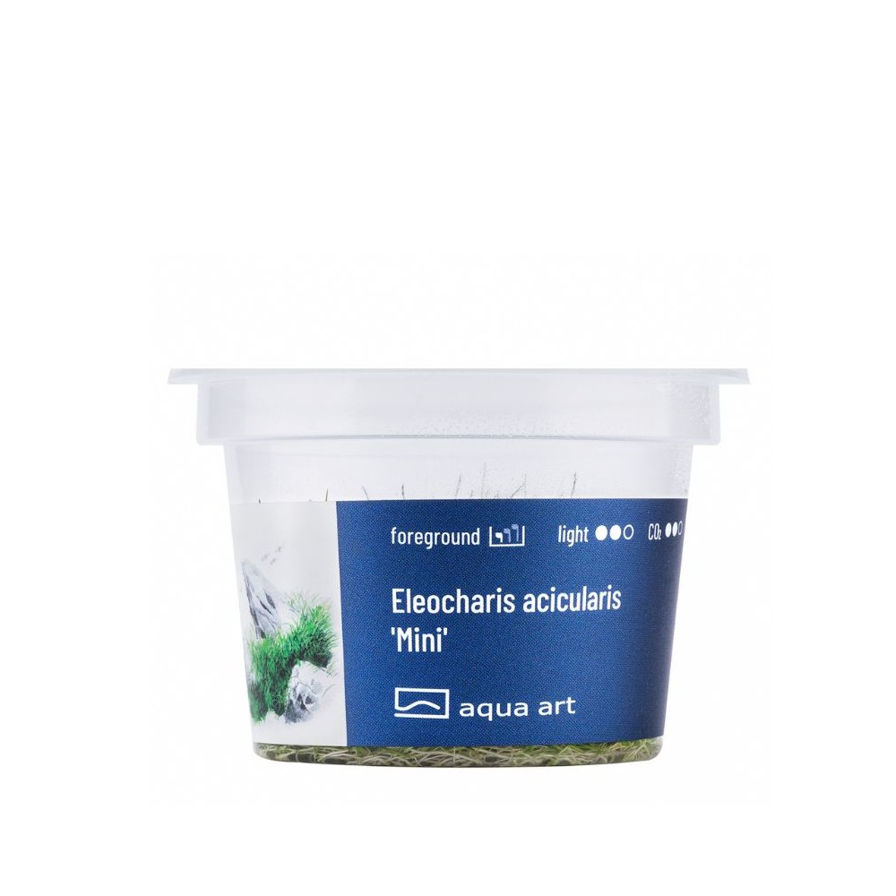 Akvariumo augalas Eleocharis acicularis Mini - Image 2