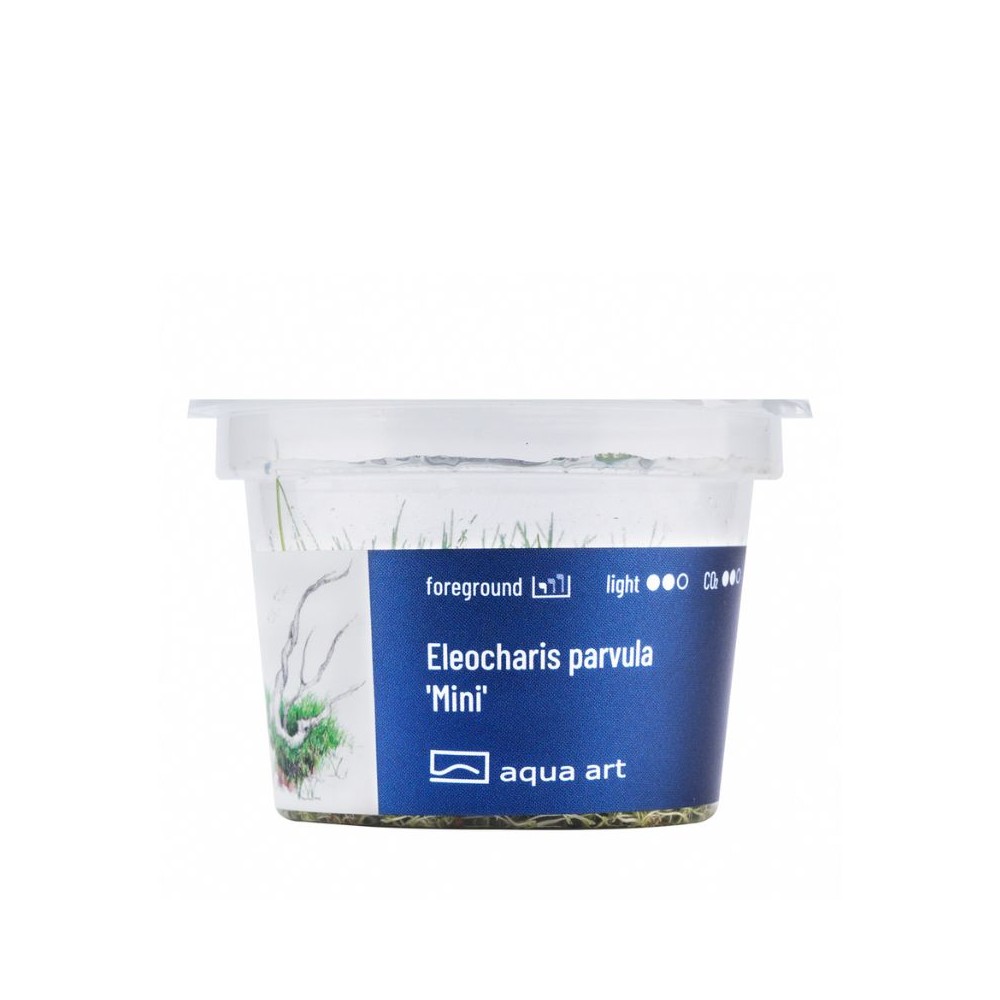 Akvariumo augalas Eleocharis parvula mini - Image 2
