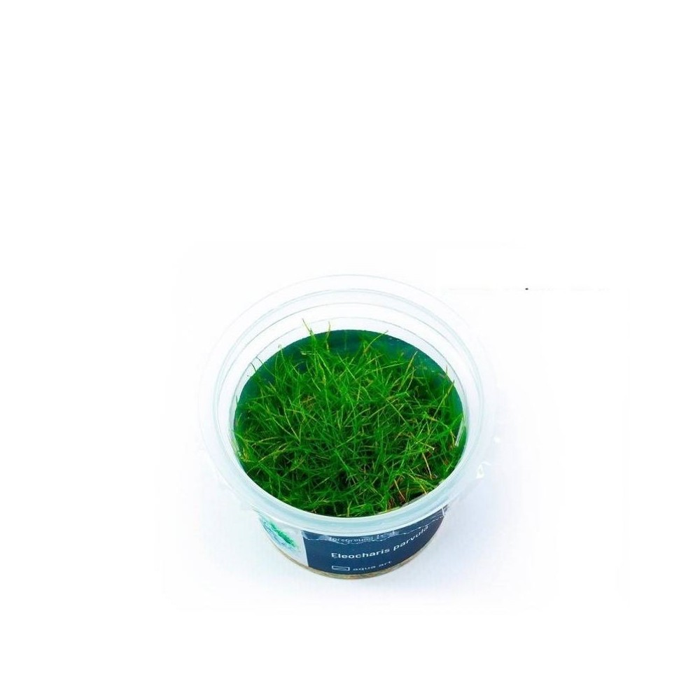 Akvariumo augalas Eleocharis parvula mini - Image 3