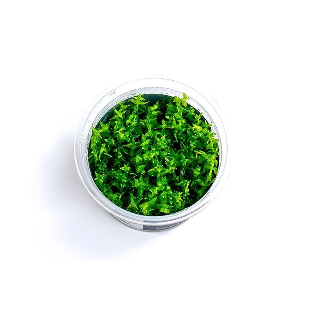 Akvariumo augalas Gratiola viscidula - Image 3