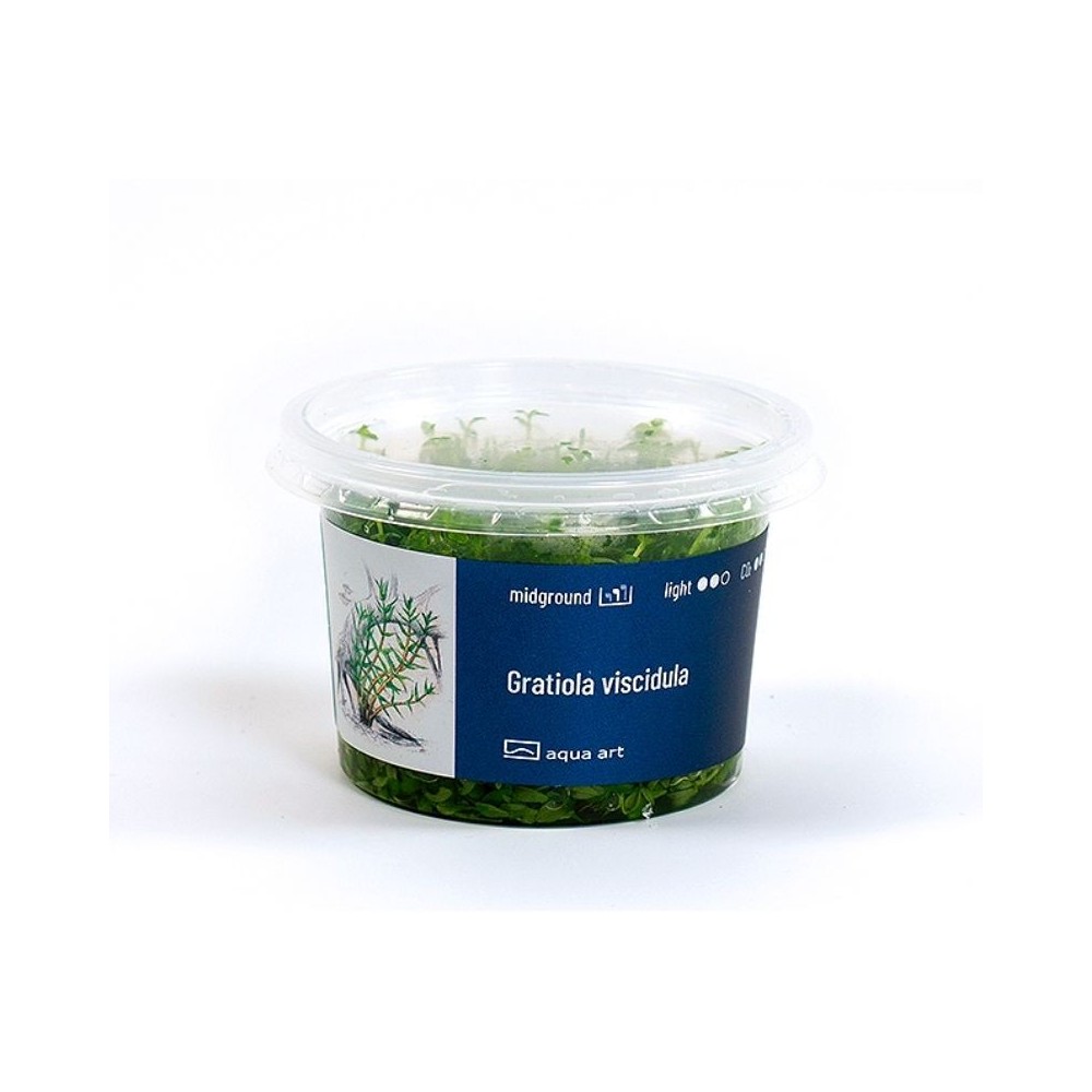 Akvariumo augalas Gratiola viscidula - Image 4