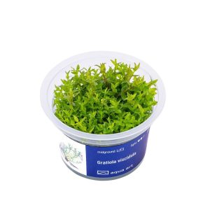 Akvariumo augalas Gratiola viscidula