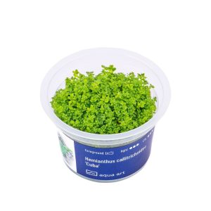 Akvariumo augalas Hemianthus callitrichoides Cuba