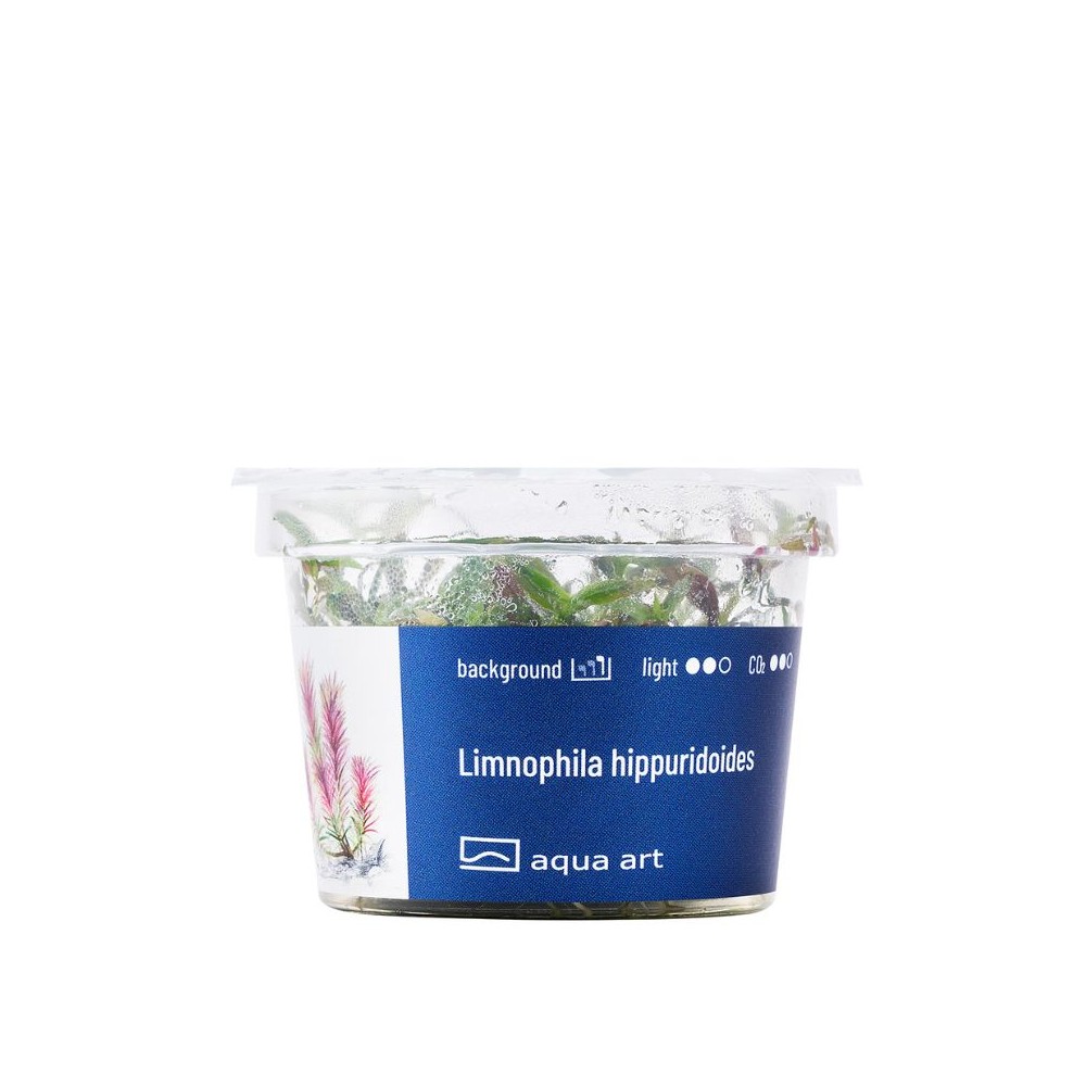 Akvariumo augalas Limnophila hippuridoides - Image 2