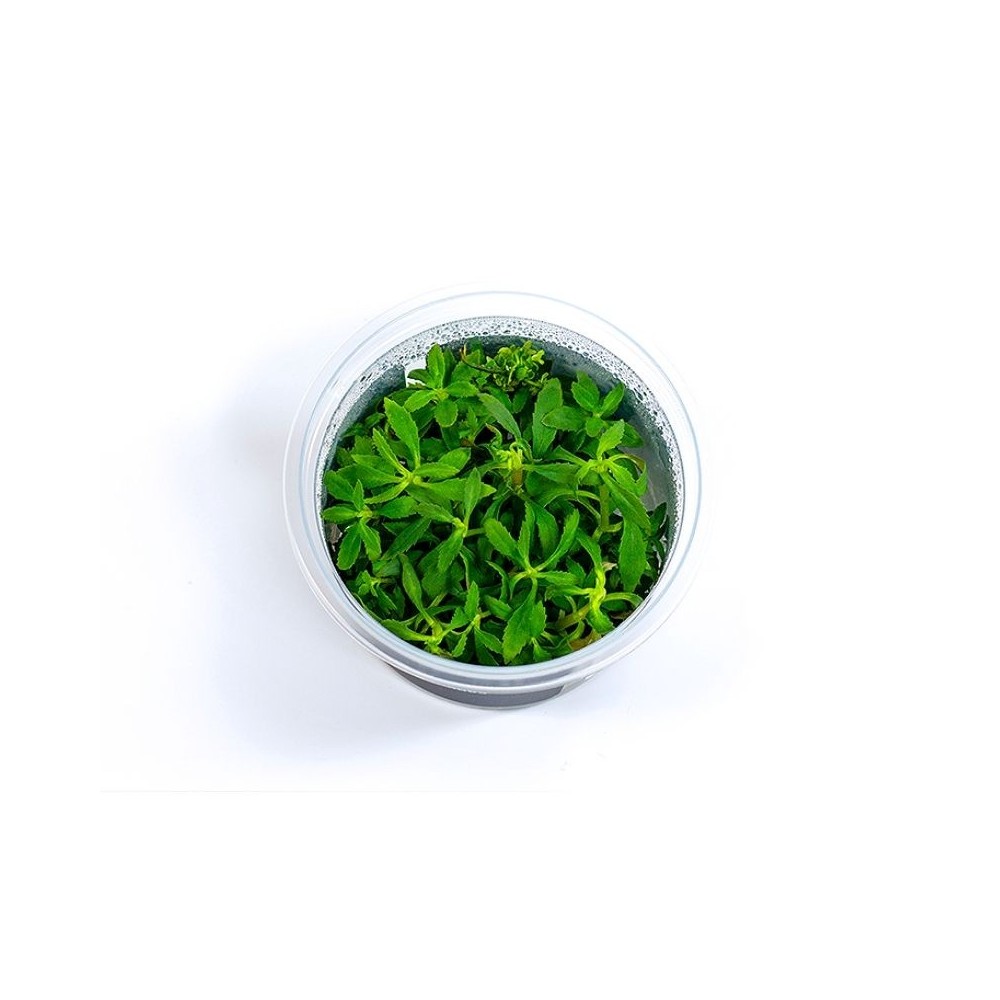 Akvariumo augalas Limnophila hippuridoides - Image 3