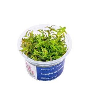 Akvariumo augalas Limnophila hippuridoides