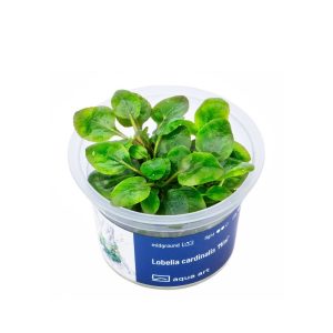 Akvariumo augalas Lobelia cardinalis