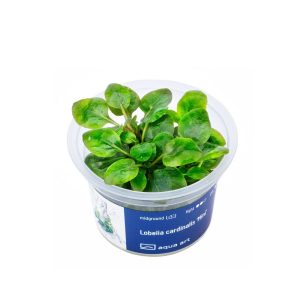 Akvariumo augalas Lobelia cardinalis Mini