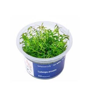 Akvariumo augalas Ludwigia arcuata