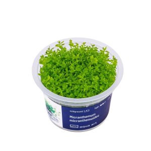 Akvariumo augalas Micranthemum micranthemoides