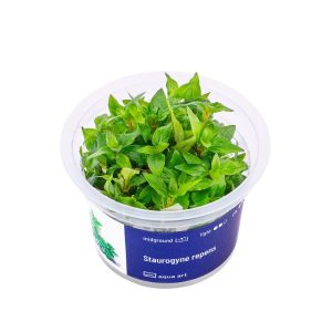 Akvariumo augalas Staurygone repens
