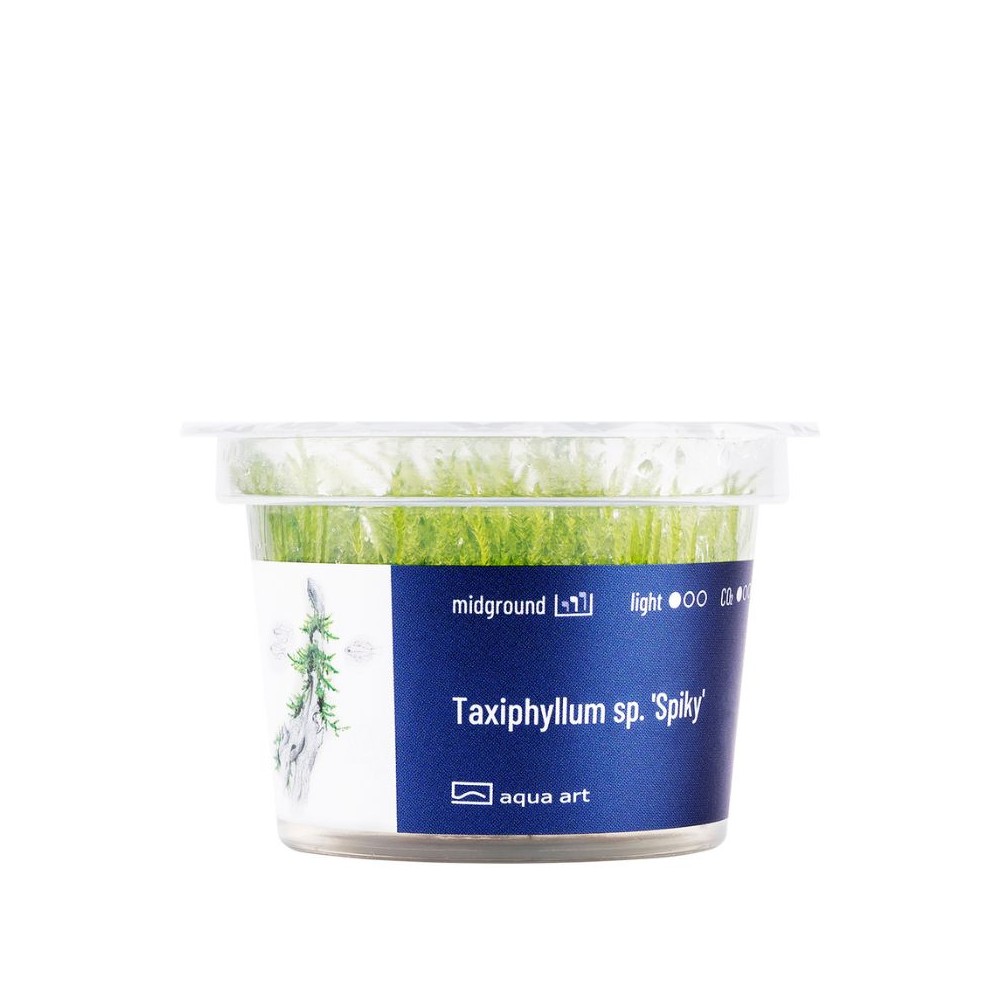Akvariumo augalas Taxiphyllum sp. Spiky - Image 2
