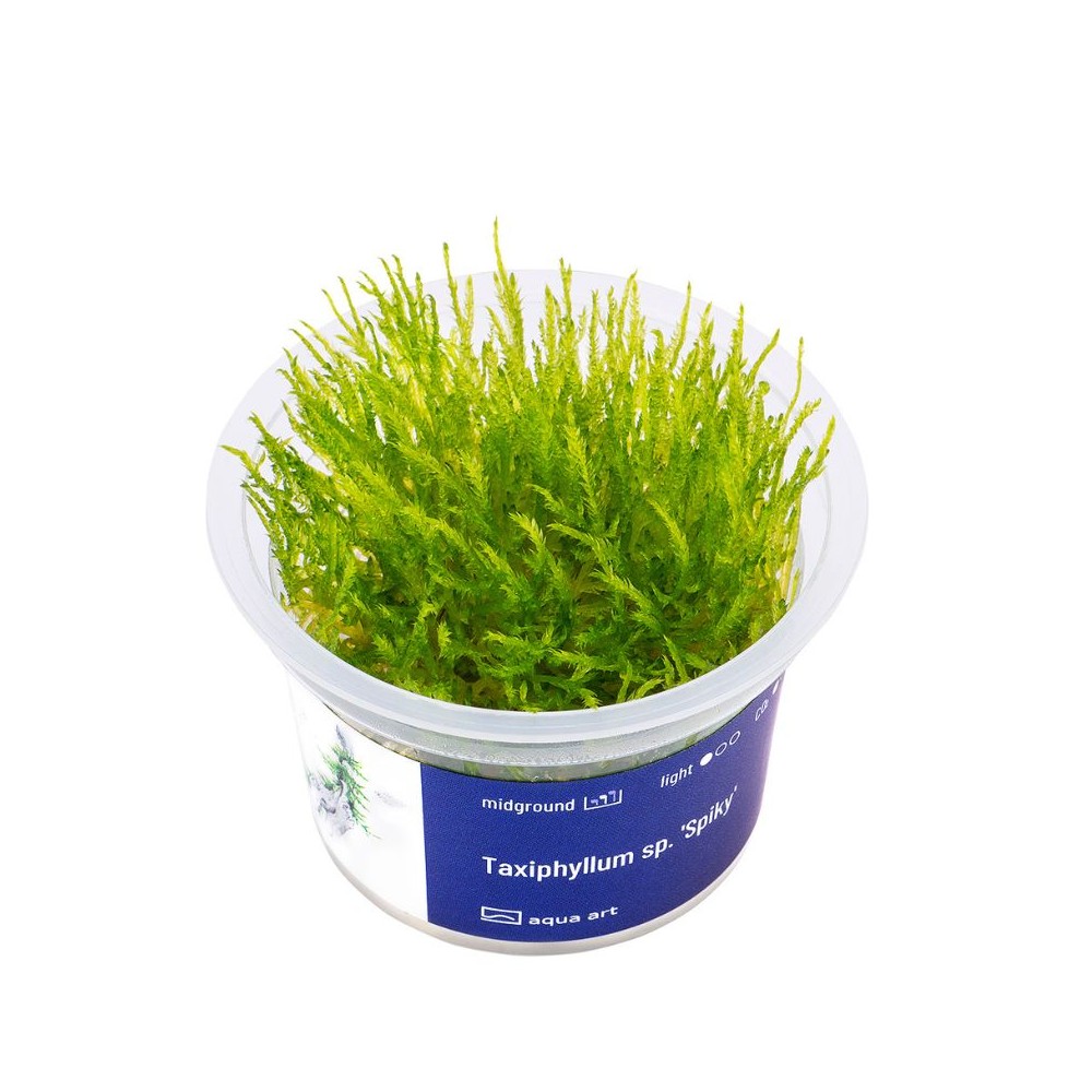 Akvariumo augalas Taxiphyllum sp. Spiky