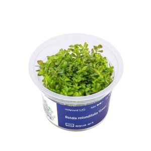 Akvariumo augalas Rotala rotundifolia Green
