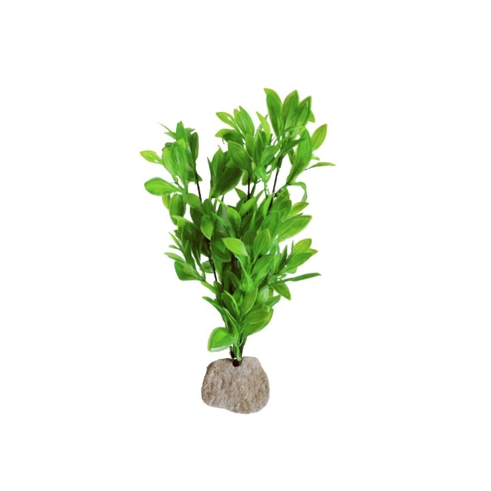 Augalas ant akmenuko XL - Image 2