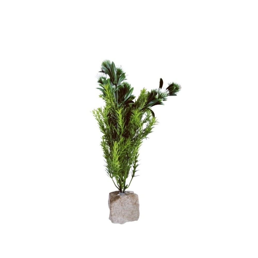 Augalas ant akmenuko XL - Image 3