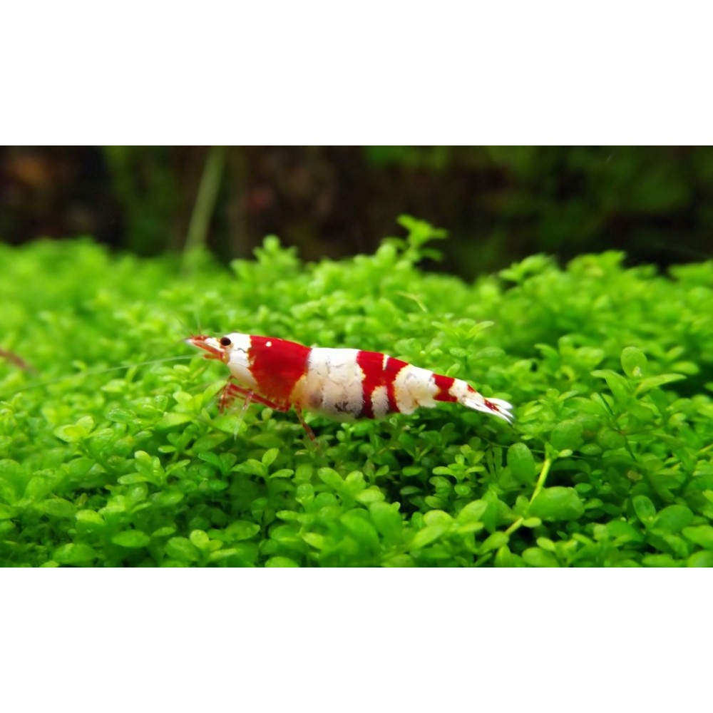 Crystal krevetė - Image 2