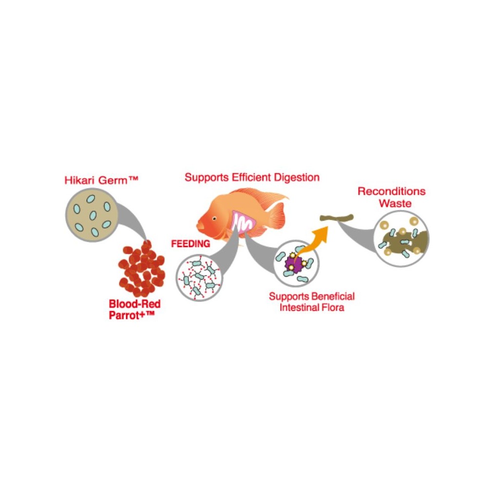 Hikari Blood Red Parrot Plus Mini visavertis pašaras žuvims 333 g - Image 2
