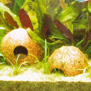 JBL Cocos Cava kokosas akvariumams ir terariumams 3/4 L