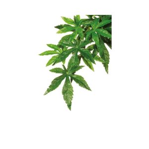 Dekoracija terariumams dirbtinis augalas Exoterra Abutilon, S