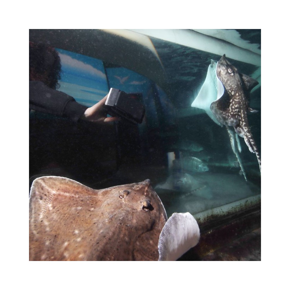 Floaty Blade XL plaukiantis magnetinis stiklų valiklis su ašmenimis, 25 mm - Image 3