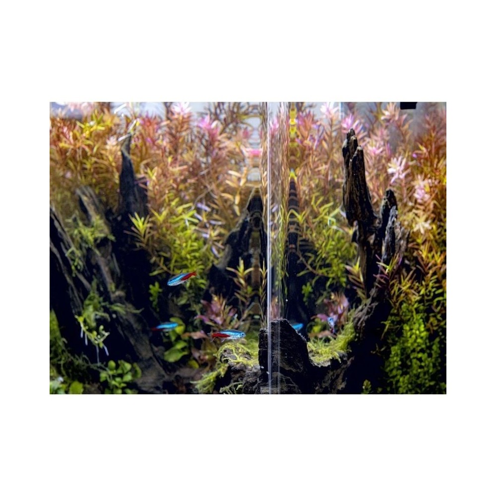 Opti Bent 70 akvariumas stačiakampis, baltas, 39x39x45 cm, 68 l - Image 4