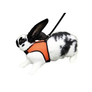 Petnešos graužikams, kaklas 22-26 cm, pilvas 33-34 cm