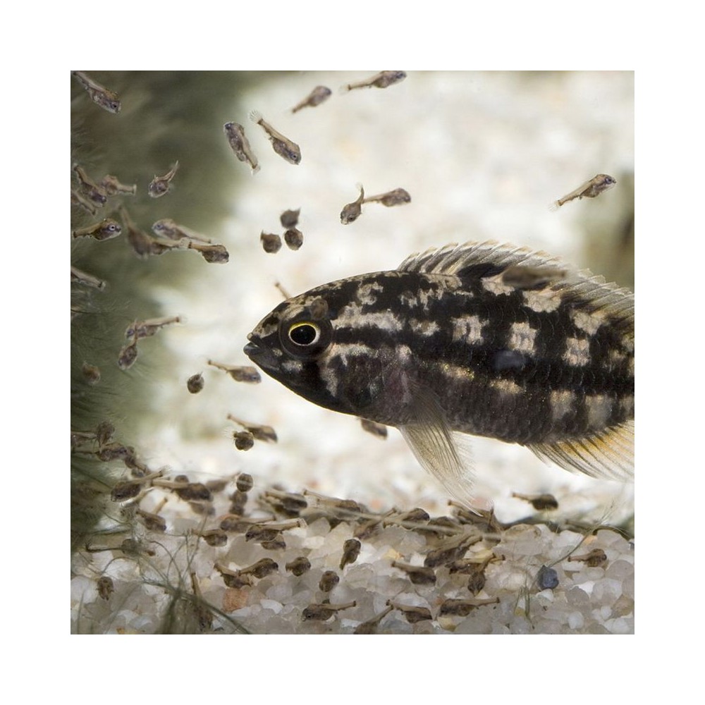 ProNovo Bel Fluid pašaras mailiui 50 ml - Image 4