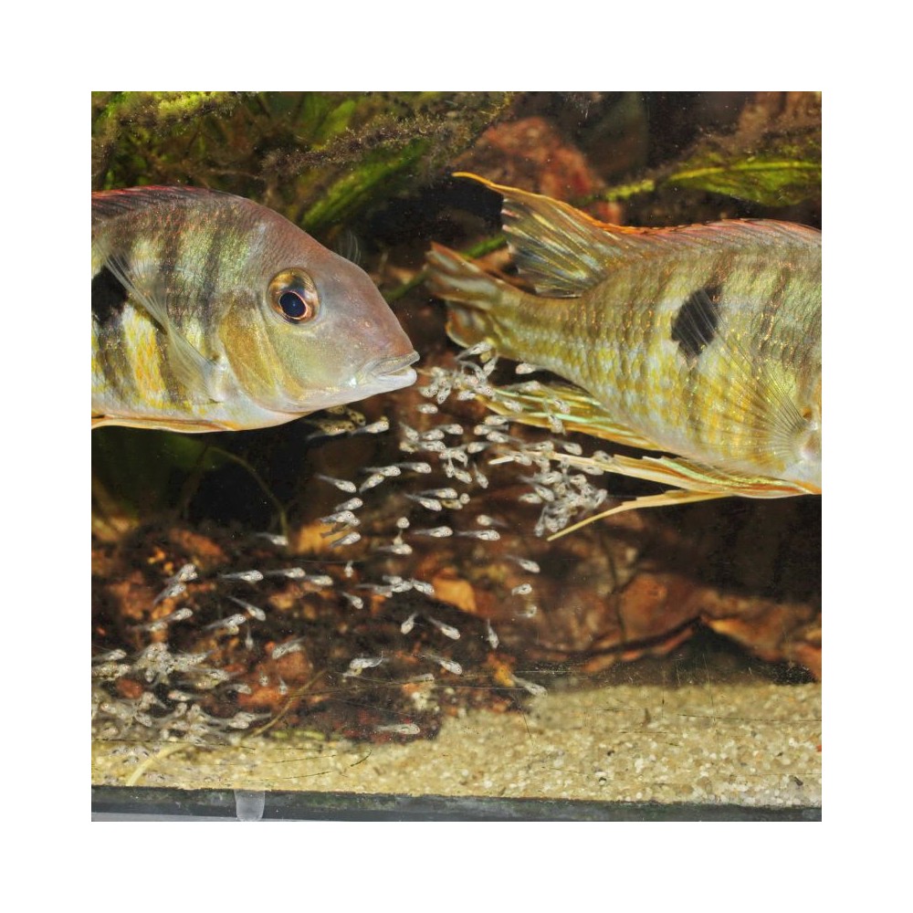 ProNovo Bel Fluid pašaras mailiui 50 ml - Image 5