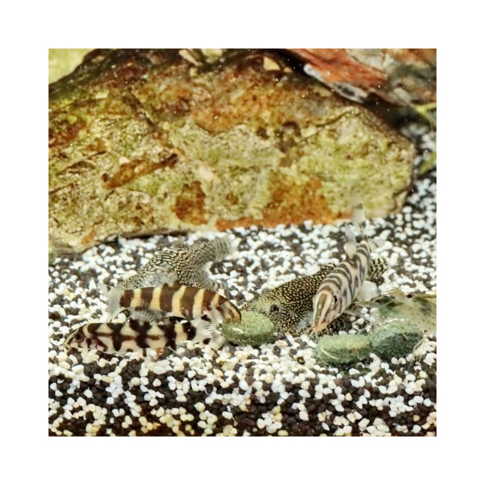 JBL ProNovo Botia Tab M pašaras žuvims 100 ml - Image 4