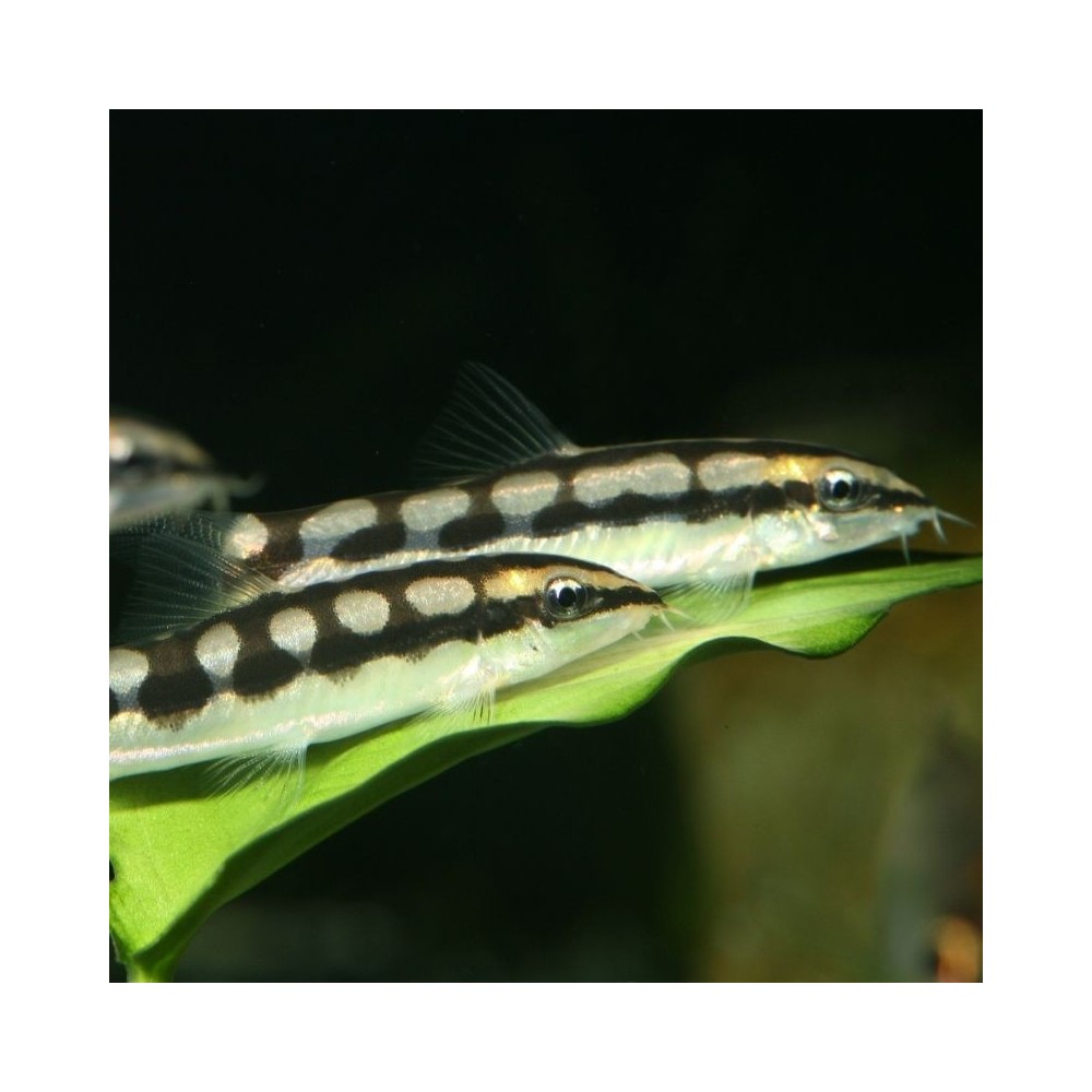 JBL ProNovo Botia Tab M pašaras žuvims 100 ml - Image 6