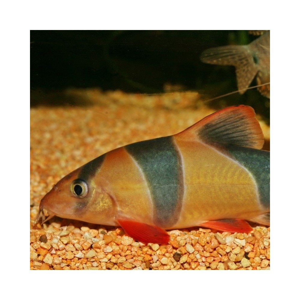 JBL ProNovo Botia Tab M pašaras žuvims 100 ml - Image 7