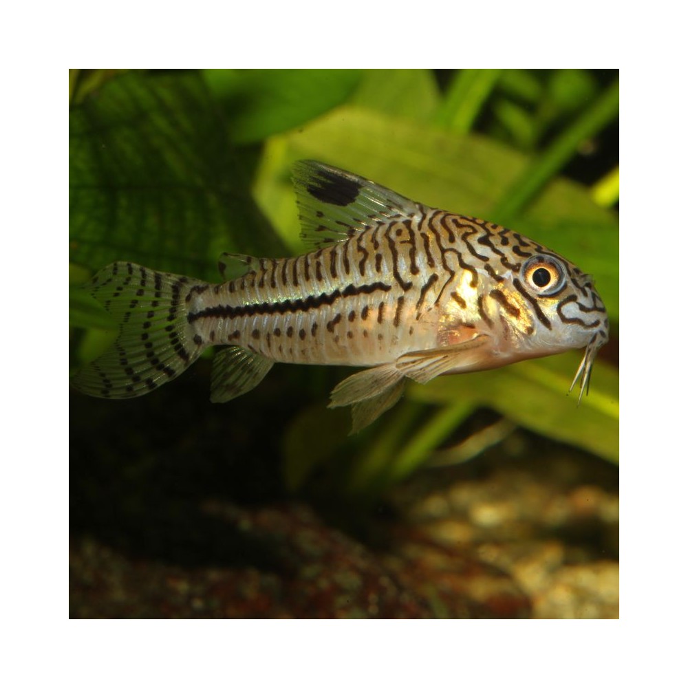 ProNovo Corydoras Tab M pašaras žuvims 100 ml - Image 4