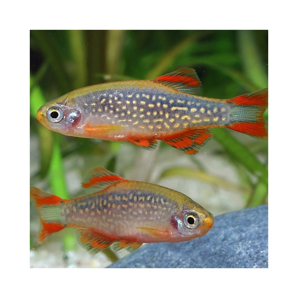 ProNovo Danio Grano XS universalus pašaras žuvims 100 ml (click) - Image 5